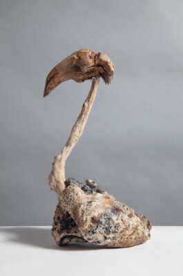  anthony-shaw-collection