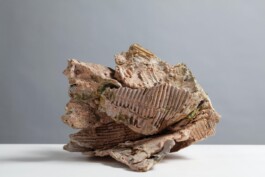  anthony-shaw-collection