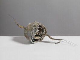  anthony-shaw-collection