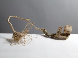 anthony-shaw-collection